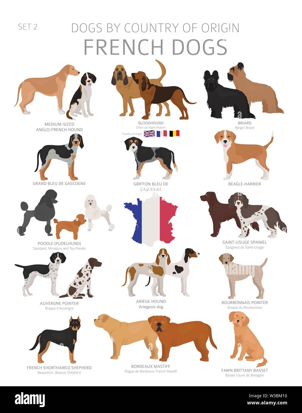 Cani dal paese di origine. Il francese cane razze. Pastori, caccia,  pastorizia, giocattolo, lavoro e cani di servizio impostato. Illustrazione  Vettoriale Immagine e Vettoriale - Alamy