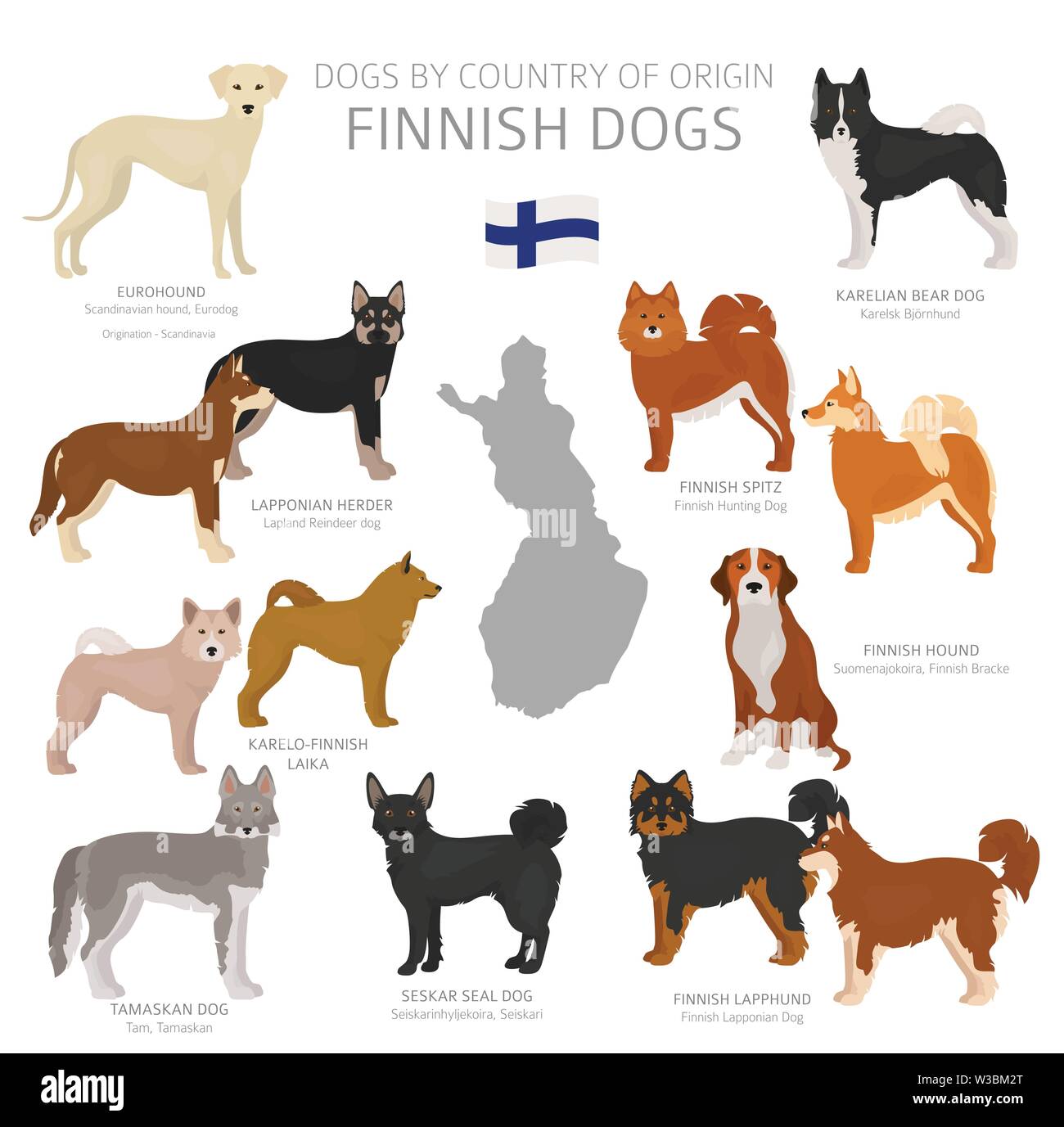Cani dal paese di origine. Il finlandese cane razze. Pastori, caccia, pastorizia, giocattolo, lavoro e cani di servizio impostato. Illustrazione Vettoriale Illustrazione Vettoriale