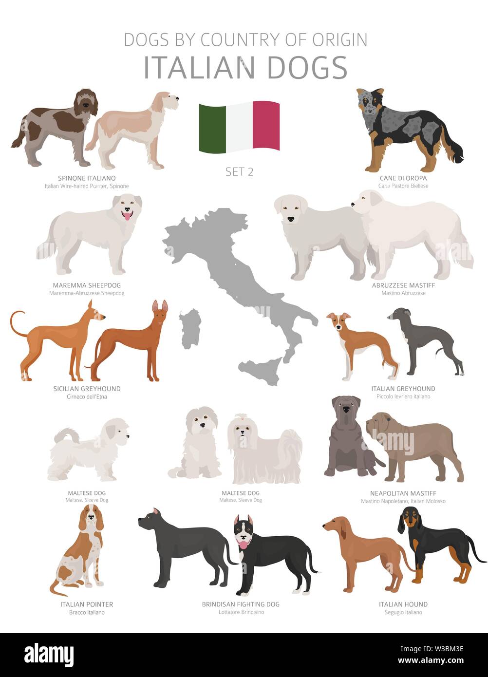 Italian dog breeds immagini e fotografie stock ad alta risoluzione - Alamy