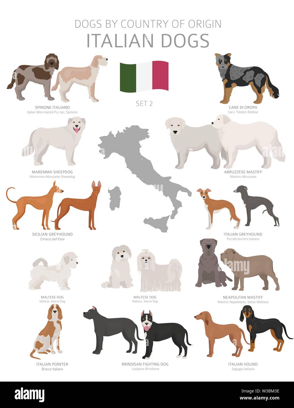 Cani dal paese di origine. Cane italiano razze. Pastori, caccia, pastorizia, giocattolo, lavoro e cani di servizio impostato. Illustrazione Vettoriale Illustrazione Vettoriale