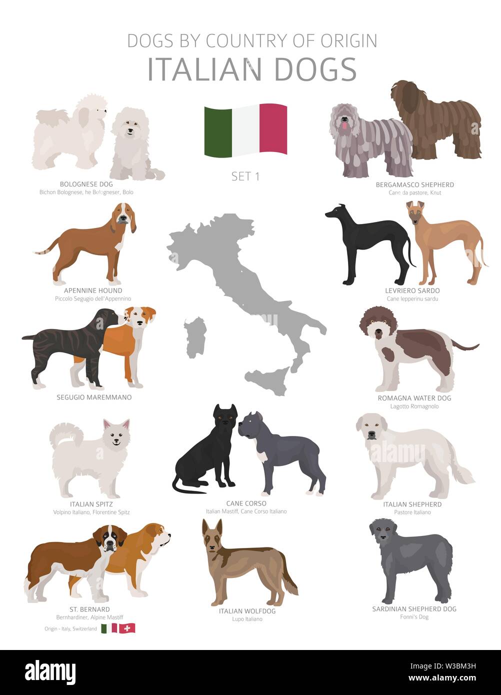 Cani dal paese di origine. Cane italiano razze. Pastori, caccia, pastorizia, giocattolo, lavoro e cani di servizio impostato. Illustrazione Vettoriale Illustrazione Vettoriale