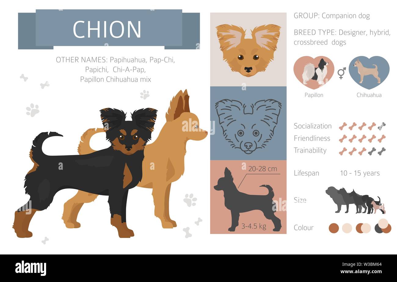 Designer, incroci, mix ibrido cani raccolta isolati su bianco. Uno stile piatto clipart set. Illustrazione Vettoriale Illustrazione Vettoriale