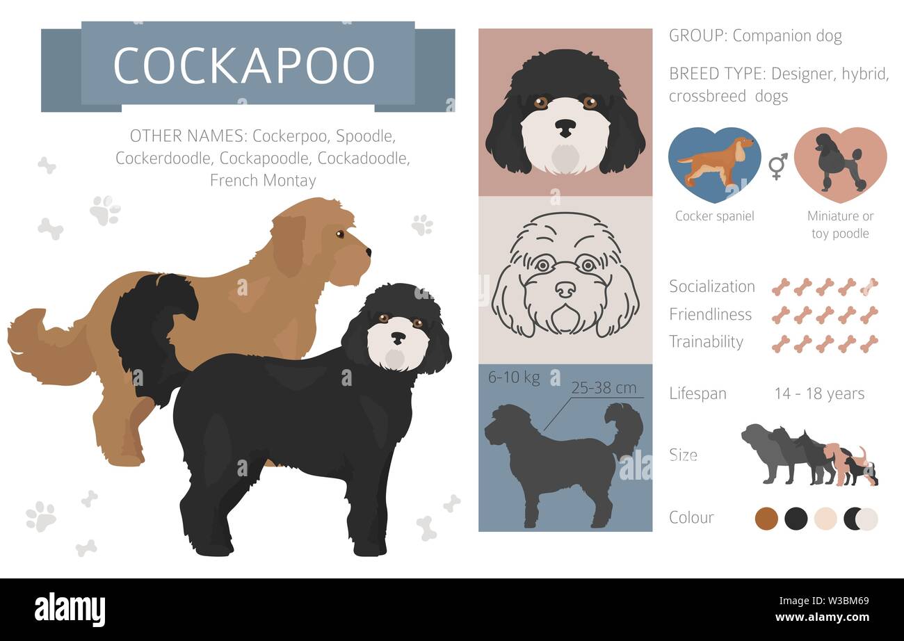 Designer, incroci, mix ibrido cani raccolta isolati su bianco. Uno stile piatto clipart set. Illustrazione Vettoriale Illustrazione Vettoriale