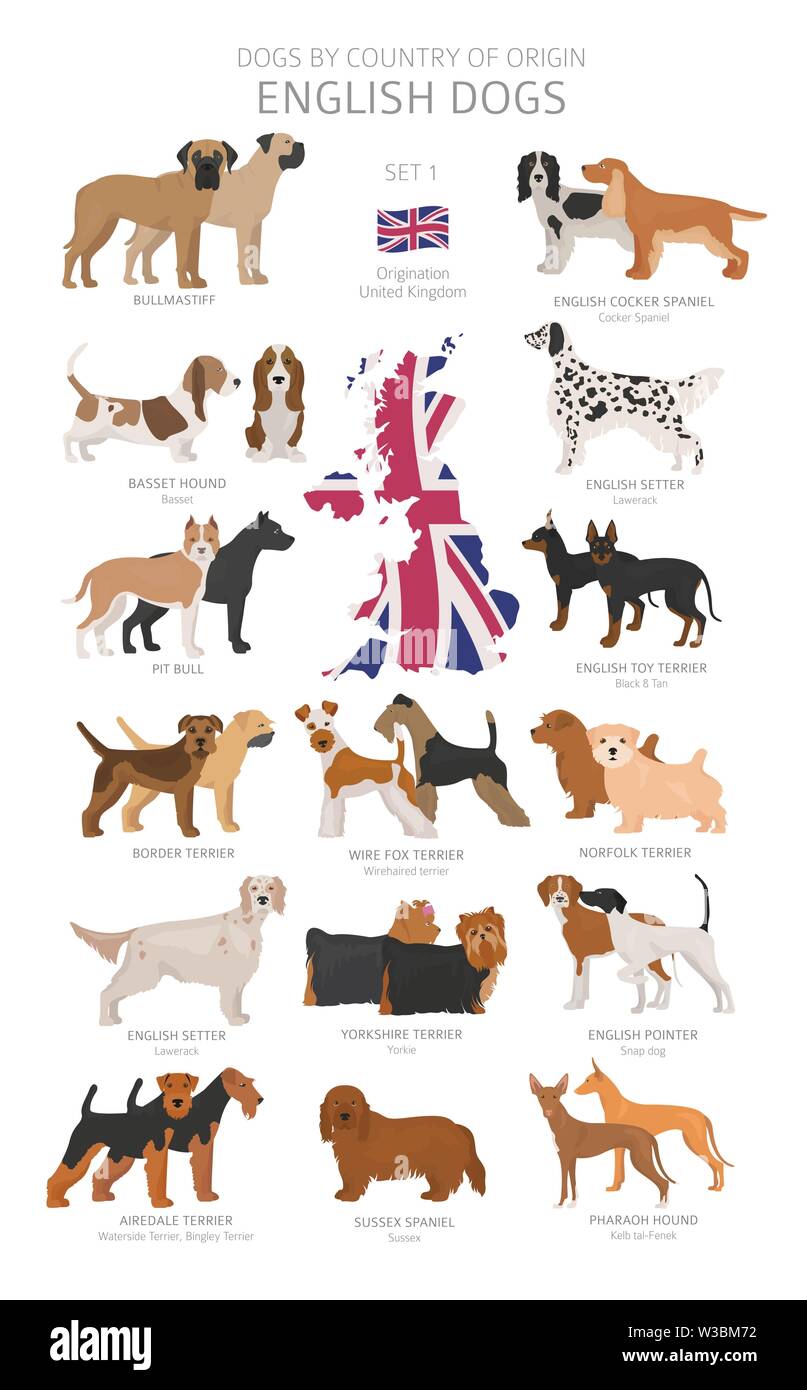 Cani dal paese di origine. Inglese cane razze. Pastori, caccia, pastorizia, giocattolo, lavoro e cani di servizio impostato. Illustrazione Vettoriale Illustrazione Vettoriale