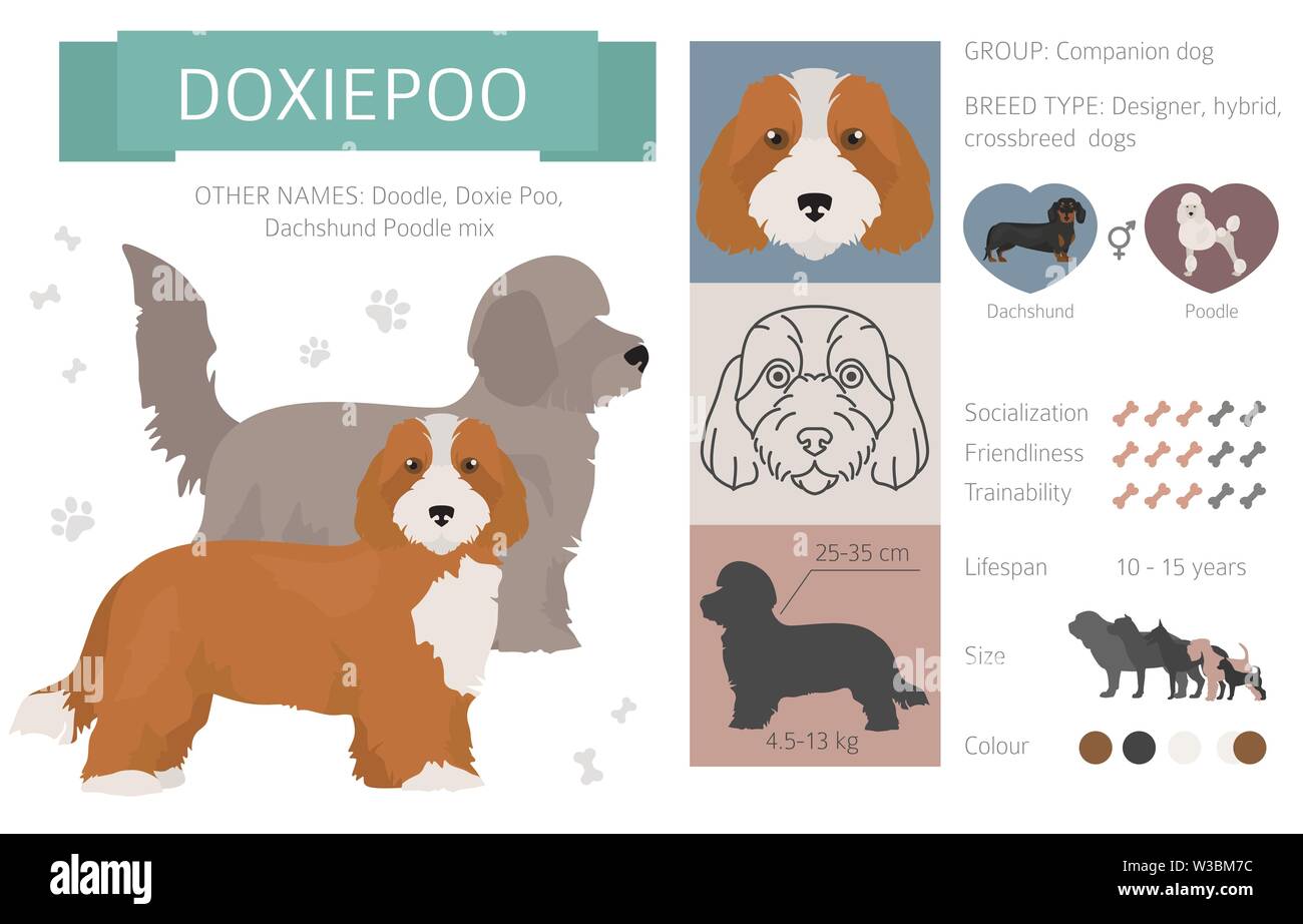 Designer, incroci, mix ibrido cani raccolta isolati su bianco. Uno stile piatto clipart set. Illustrazione Vettoriale Illustrazione Vettoriale