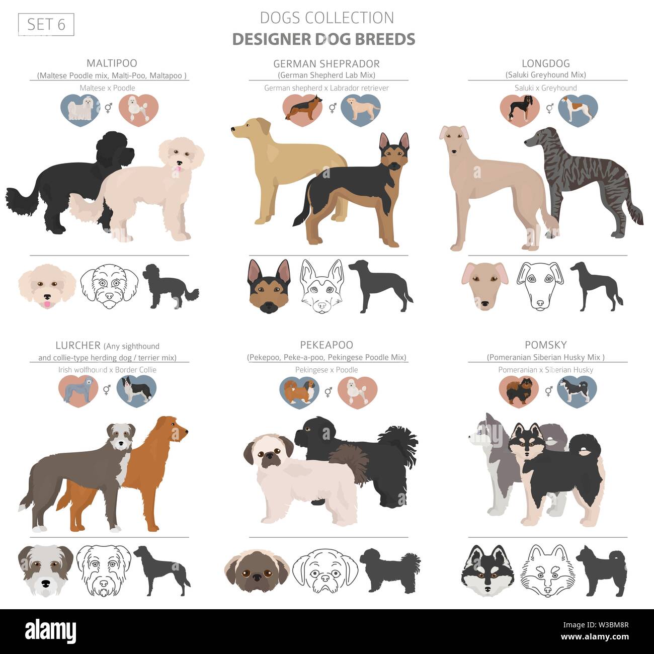 Designer cani, incroci, hybrid mix collezione pooches isolato su bianco. Uno stile piatto clipart set. Illustrazione Vettoriale Illustrazione Vettoriale