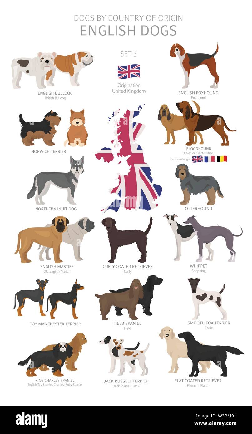 Cani da caccia inglesi immagini e fotografie stock ad alta risoluzione -  Alamy