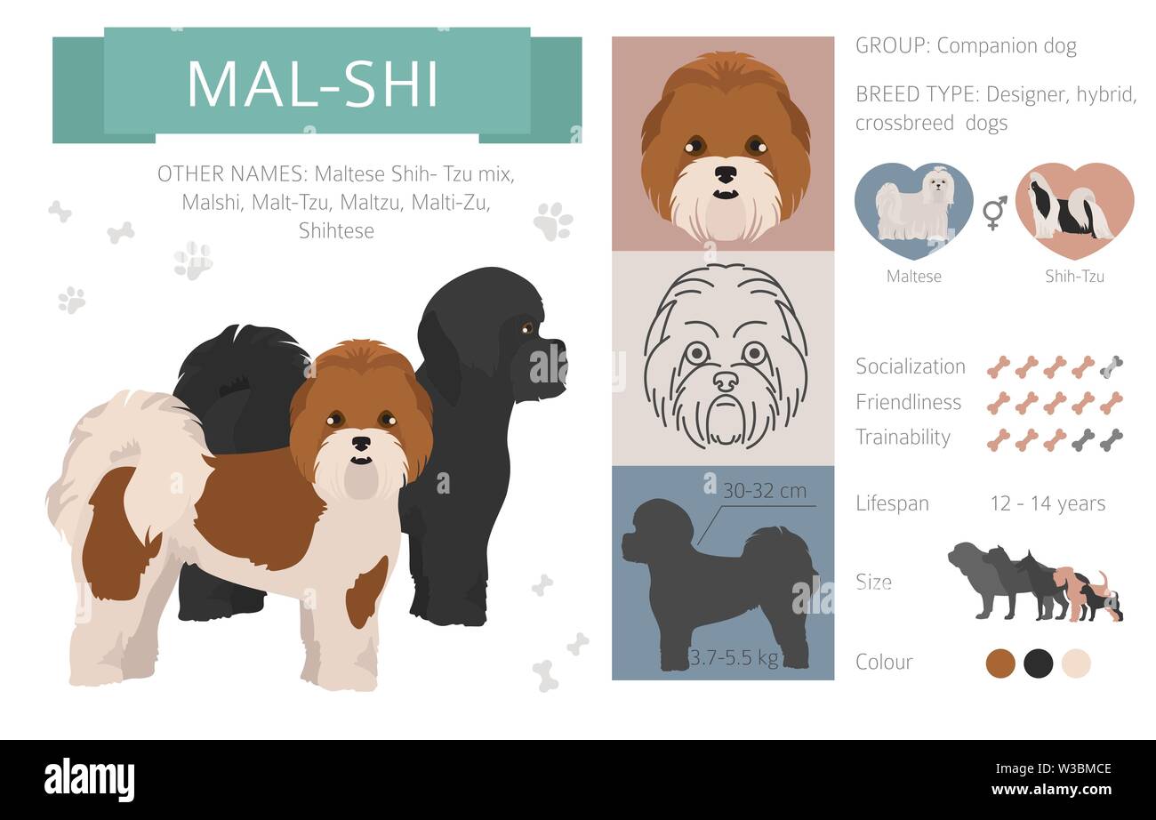 Designer, incroci, mix ibrido cani raccolta isolati su bianco. Uno stile piatto clipart set. Illustrazione Vettoriale Illustrazione Vettoriale