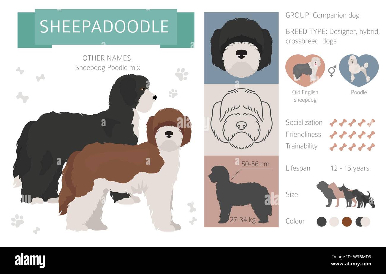 Designer, incroci, mix ibrido cani raccolta isolati su bianco. Uno stile piatto clipart set. Illustrazione Vettoriale Illustrazione Vettoriale