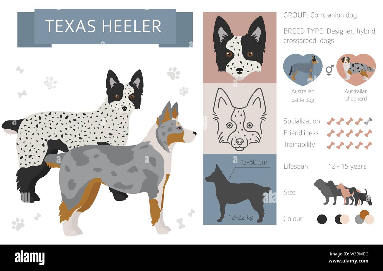 Designer, incroci, mix ibrido cani raccolta isolati su bianco. Uno stile piatto clipart set. Illustrazione Vettoriale Illustrazione Vettoriale