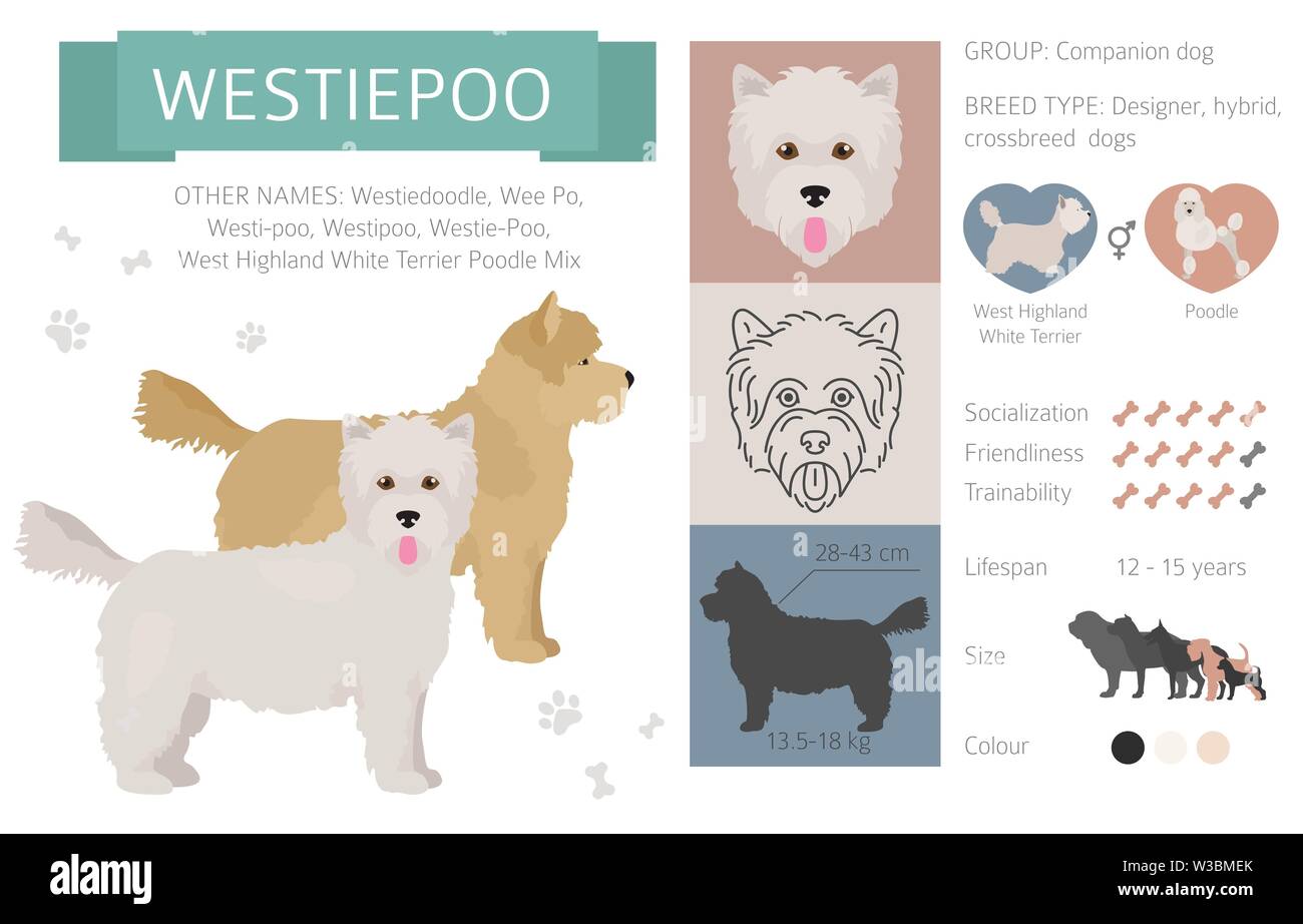 Designer cani, incroci, hybrid mix collezione pooches isolato su bianco. In stile appartamento infografico clipart. Illustrazione Vettoriale Illustrazione Vettoriale