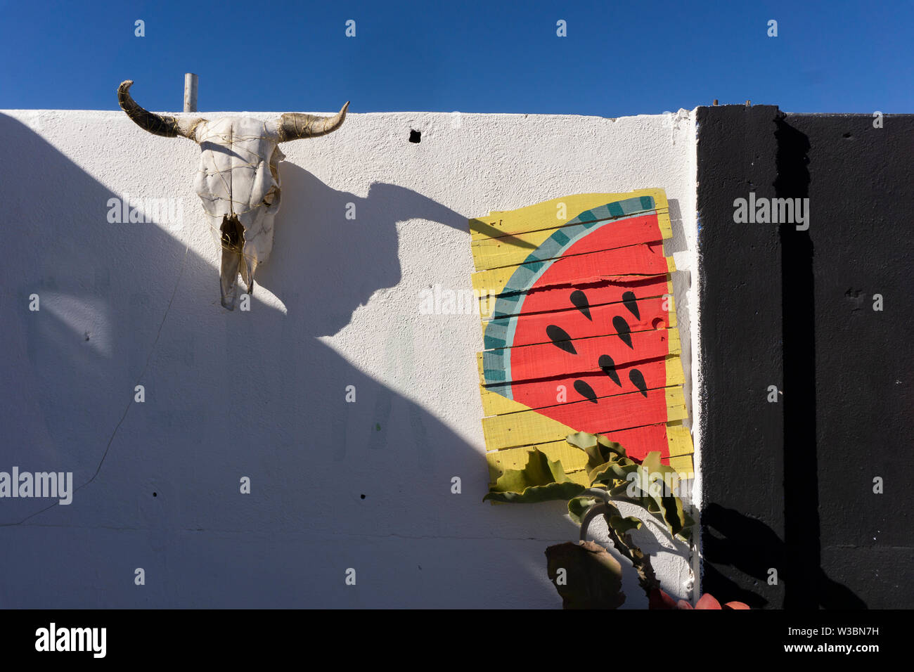 Sun sbiancato teschio di mucca e di una vernice in legno di un melone fissato su una parete bianca Foto Stock