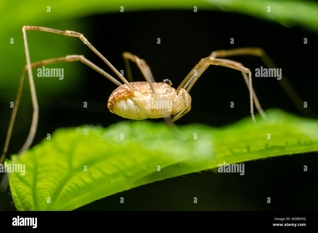 Opiliones, close-up di una mietitrice spider nella foresta Foto Stock