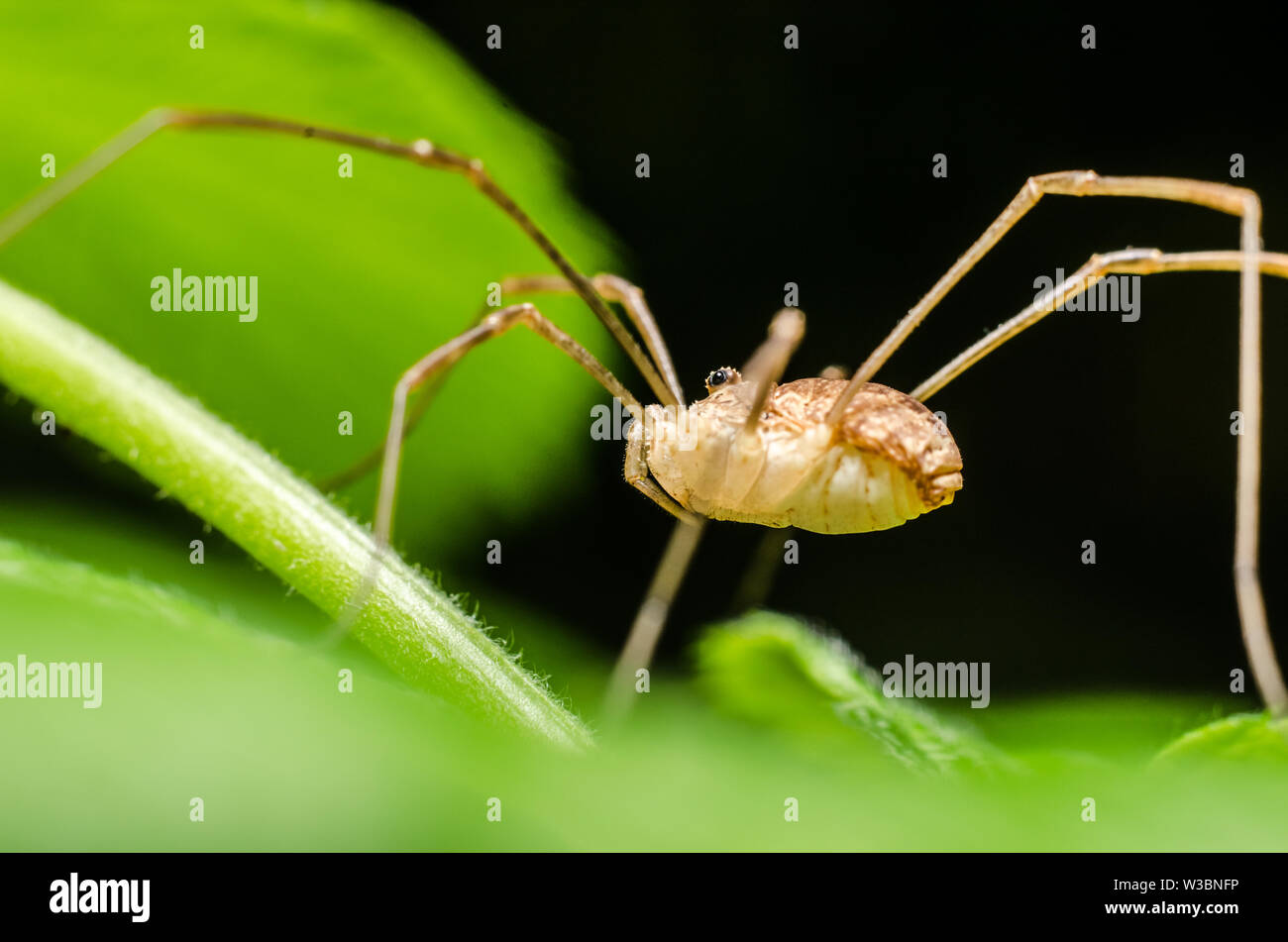 Opiliones, close-up di una mietitrice spider nella foresta Foto Stock