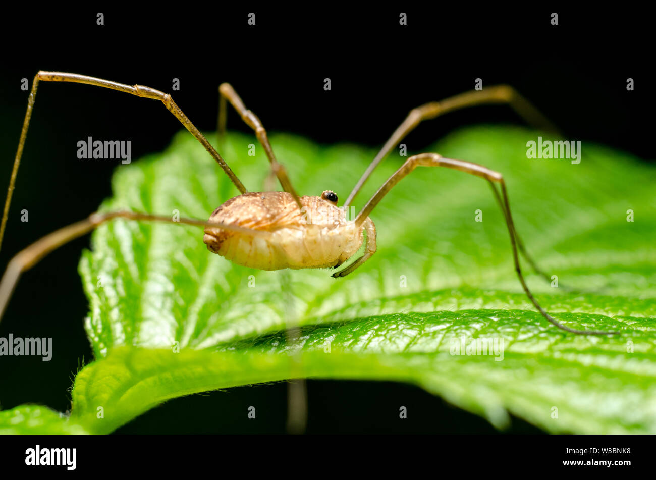 Opiliones, close-up di una mietitrice spider nella foresta Foto Stock