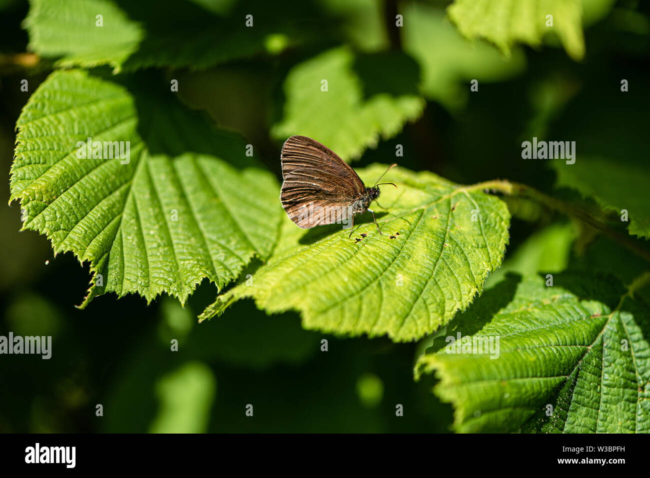 Prato farfalla marrone con le ali ripiegate su una foglia a Noar Hill riserva naturale, vicino Selborne, Hampshire, Regno Unito Foto Stock
