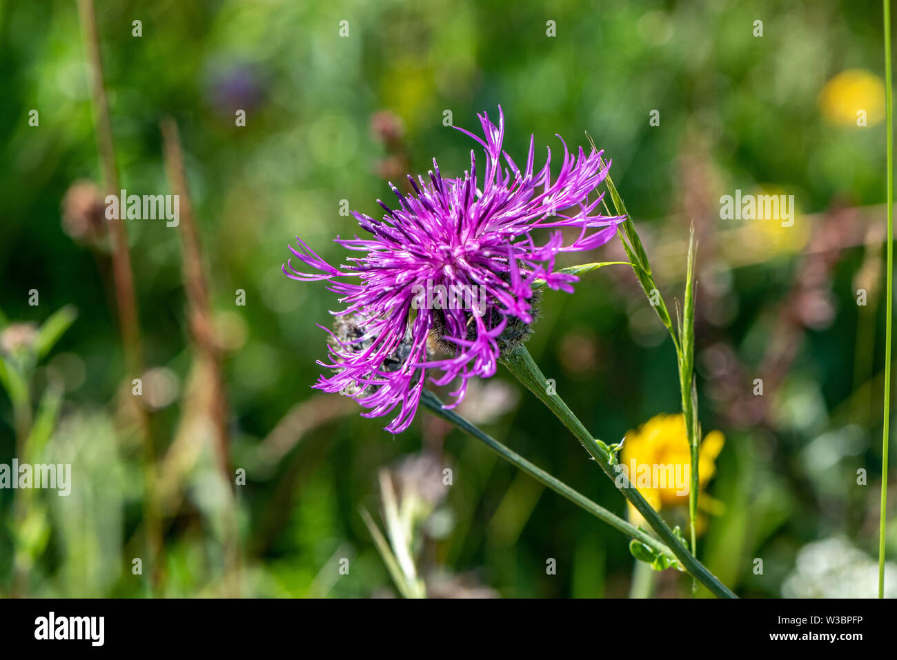 Fiordaliso a Noar Hill riserva naturale, vicino Selborne, Hampshire, Regno Unito Foto Stock