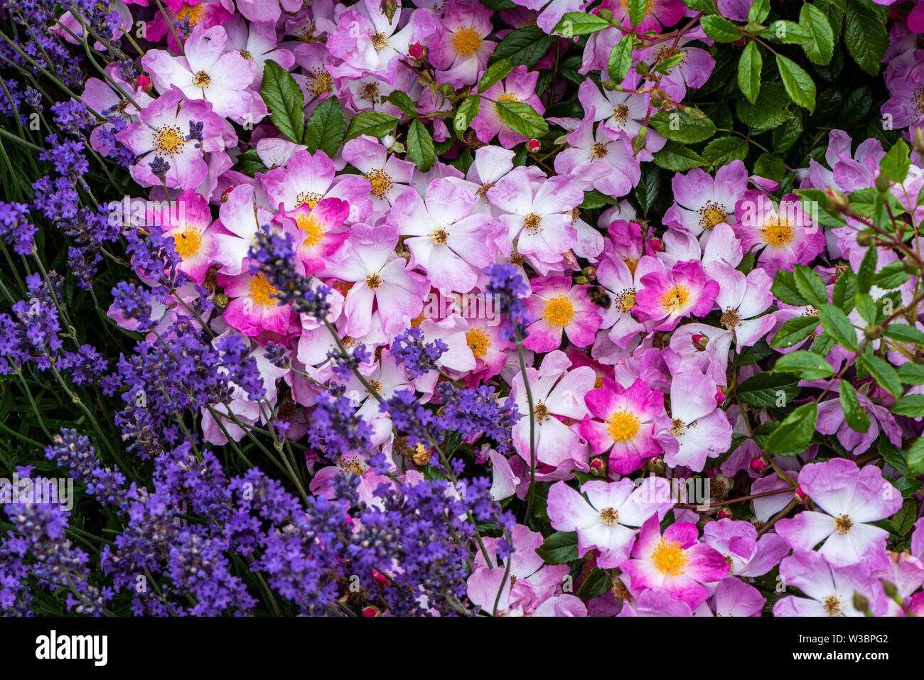 Lavanda e rose in giardino in Burbage, Wiltshire, Regno Unito Foto Stock
