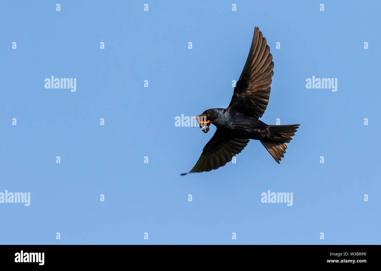 Viola martin (Progne subis) battenti con farfalla preda nel becco, Iowa, USA Foto Stock