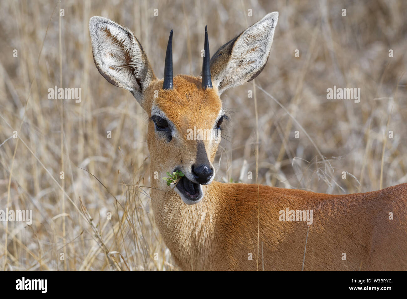 Steenbok (Raphicerus campestris), maschio adulto alimentazione sulle foglie, attento, animale ritratto, Kruger National Park, Sud Africa e Africa Foto Stock
