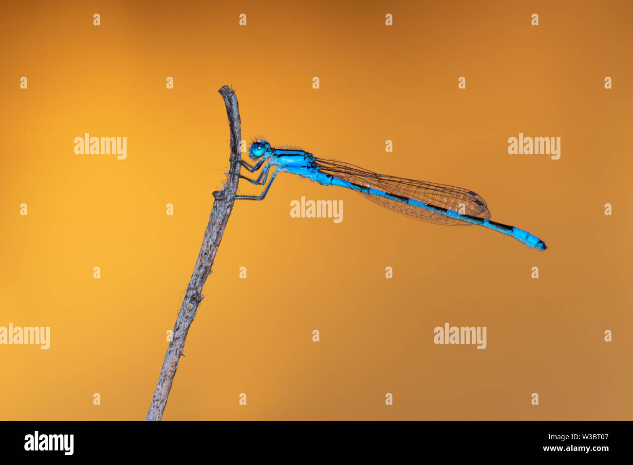Blu (damselfly Enallagma cyathigerum) maschio al tramonto, sullo sfondo del mare che riflette il sole basso (il soggetto è illuminato da un flash), Iowa, USA Foto Stock