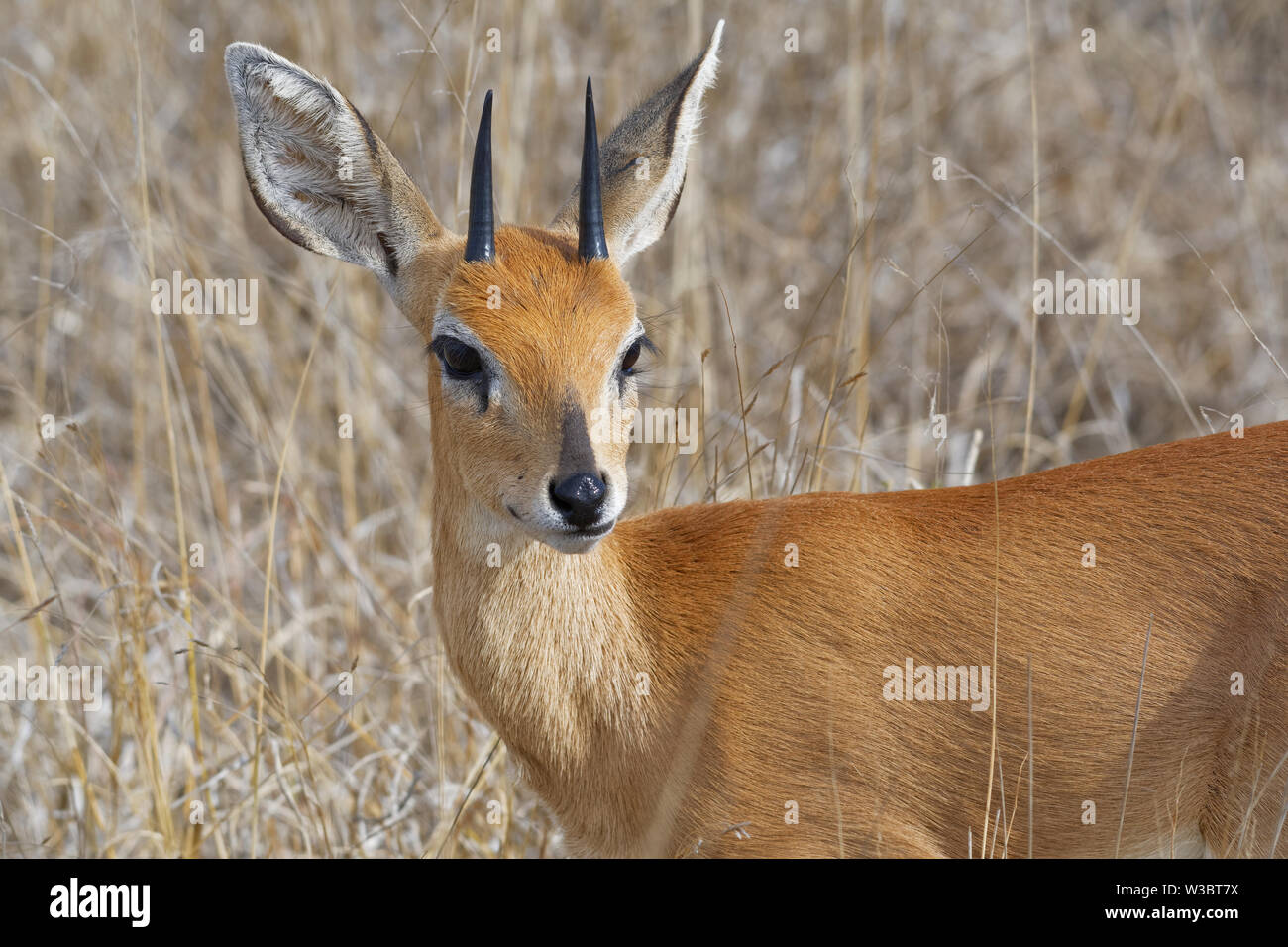Steenbok (Raphicerus campestris), maschio adulto in piedi nella prateria a secco, attento, animale ritratto, Kruger National Park, Sud Africa e Africa Foto Stock