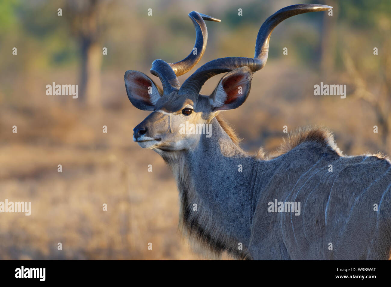Kudu maggiore (Tragelaphus strepsiceros), maschio adulto, animale ritratto, luce della sera, Kruger National Park, Sud Africa e Africa Foto Stock