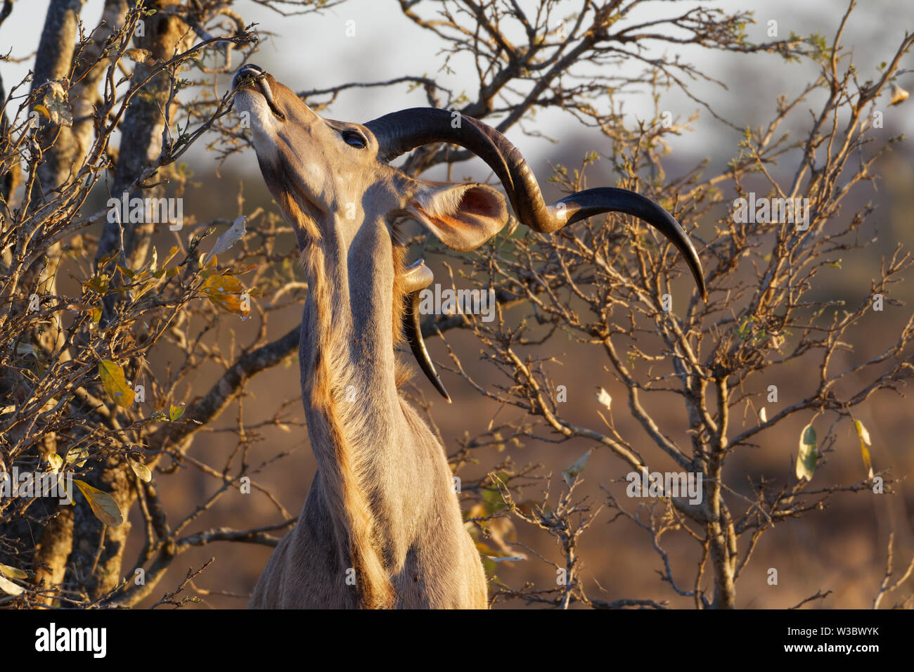 Kudu maggiore (Tragelaphus strepsiceros), maschio adulto alimentazione sulle foglie, luce della sera, Kruger National Park, Sud Africa e Africa Foto Stock