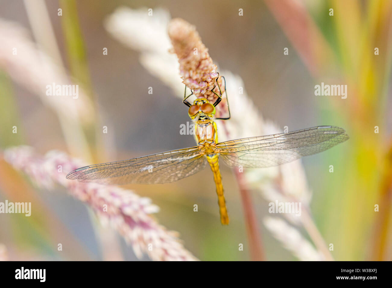 Femmina darter comune in estate il sole in Galles centrale Foto Stock