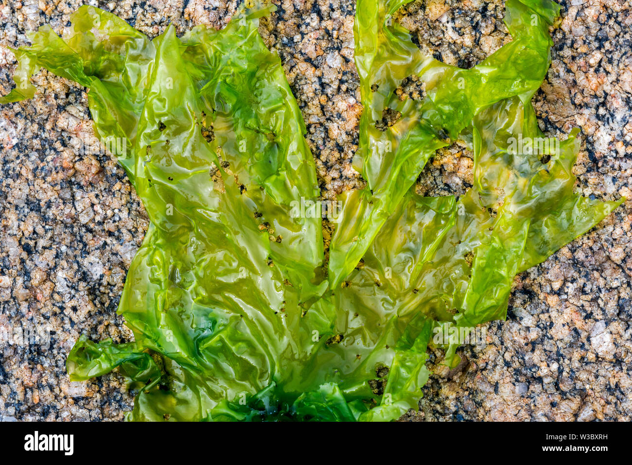 Lattuga di mare (Ulva lactuca) commestibili alga verde si è incagliata sulla spiaggia rocciosa Foto Stock