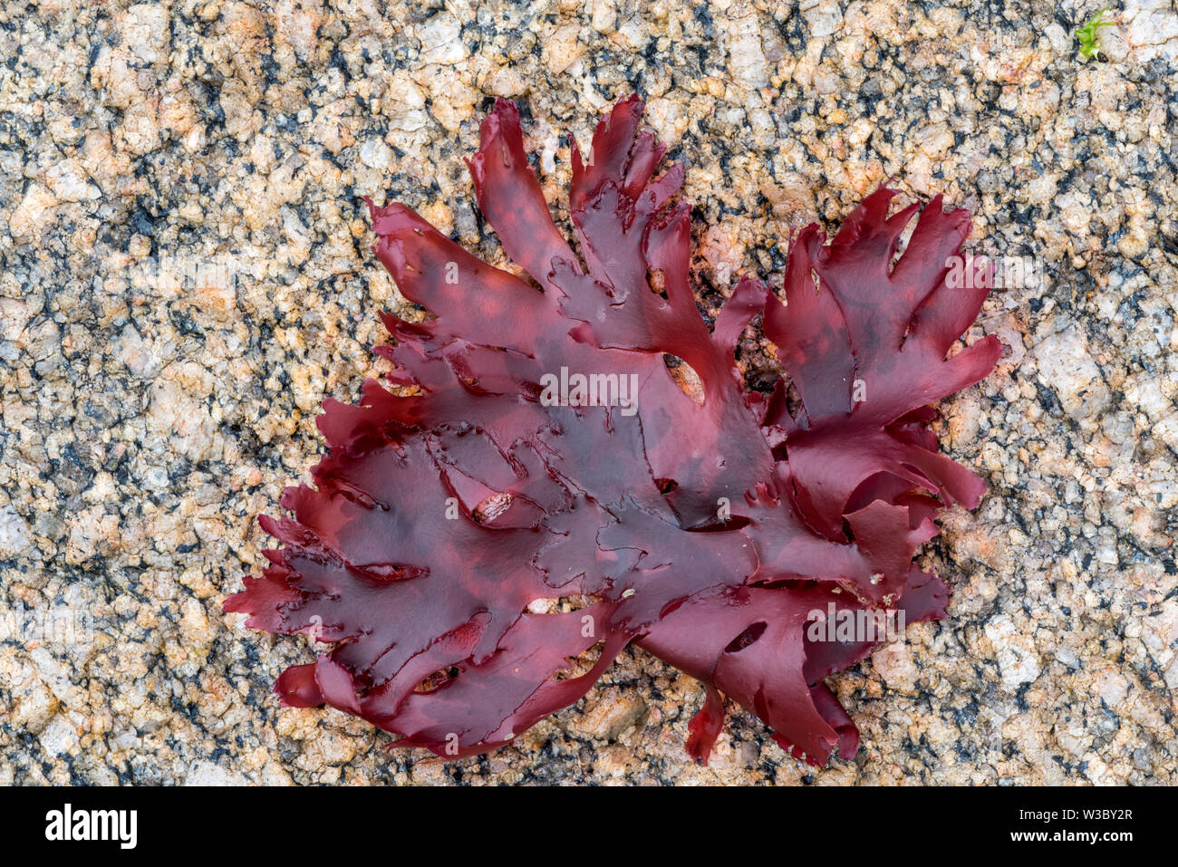 Irish Moss / carragene moss (Chondrus Crispus) alga rossa si è incagliata sulla spiaggia rocciosa Foto Stock
