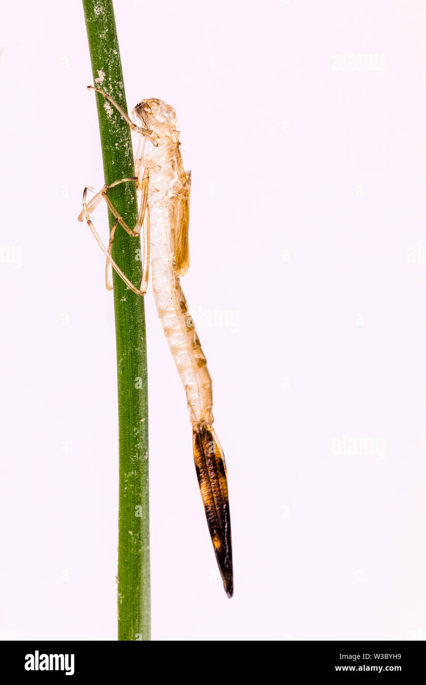 Vicino la fotografia dell'esuvia di damselfly Foto Stock
