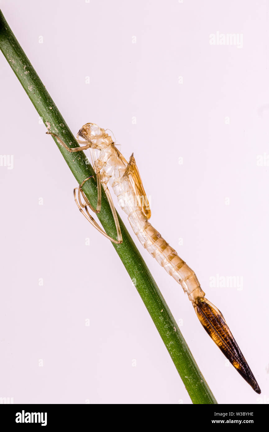 Vicino la fotografia dell'esuvia di damselfly Foto Stock