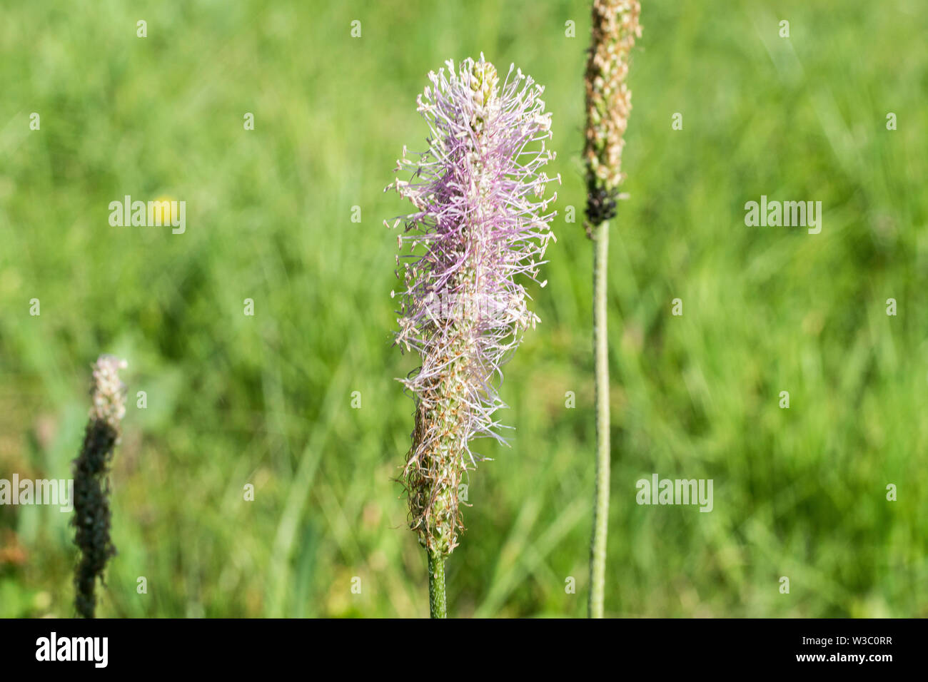 Closeup di un platain su una macro prato Foto Stock