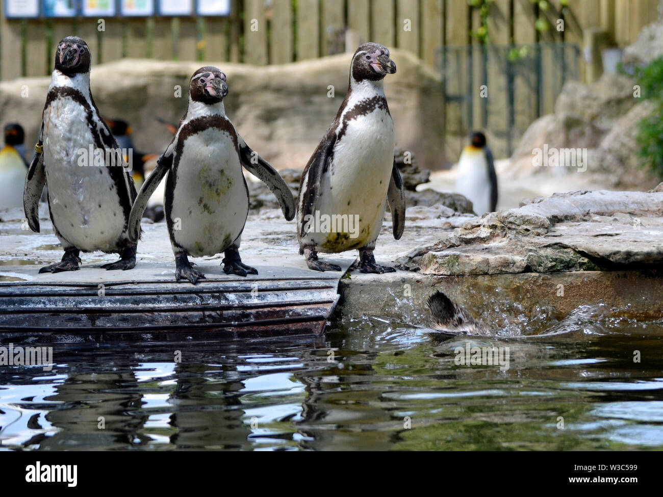 I pinguini Humboldt nel contenitore dei pinguini Birdland Parco e Giardini in Bourton-on-the-acqua, Gloucestershire, Regno Unito Foto Stock