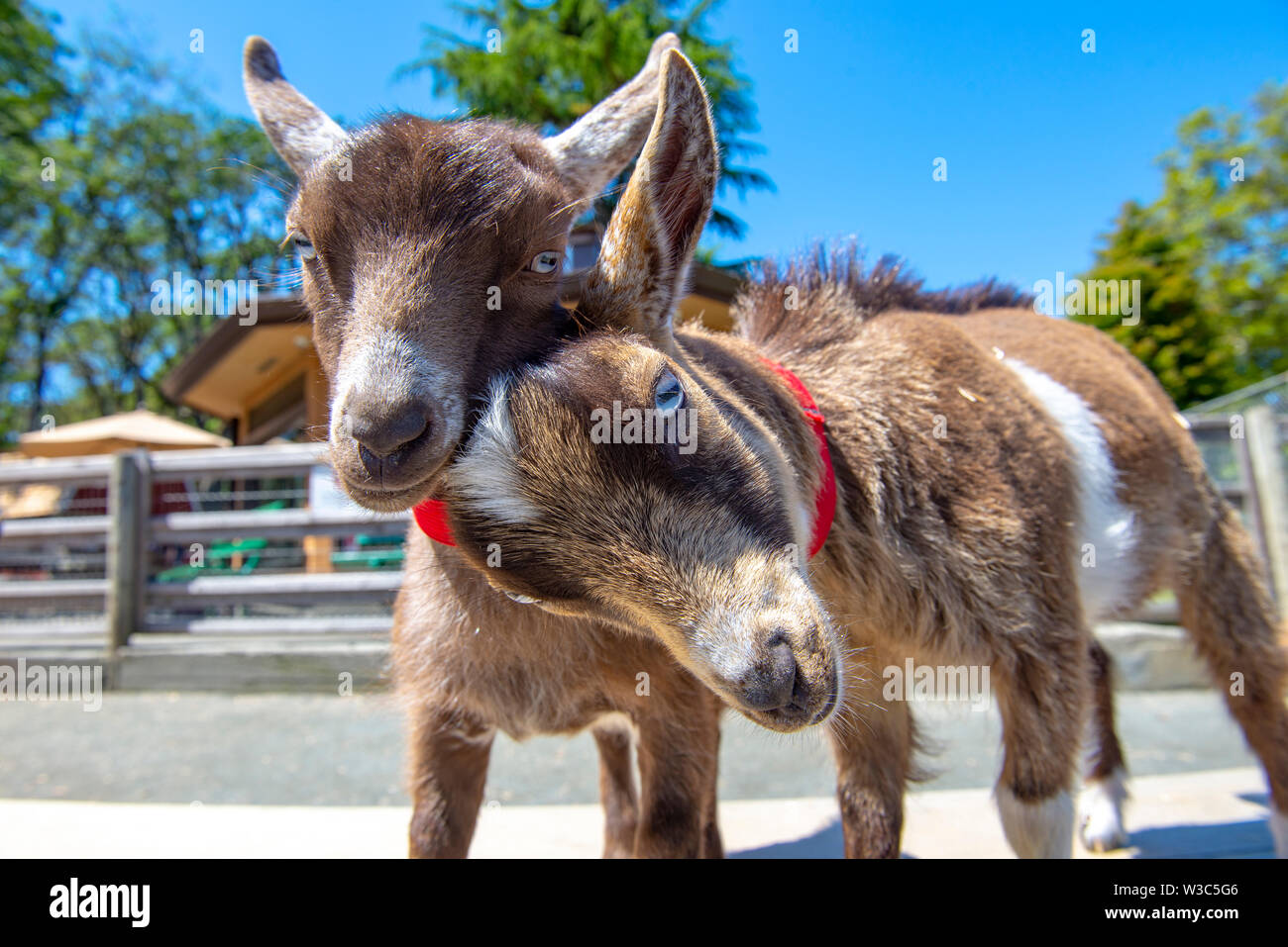 Adorable baby capre ritratto preso a Victoria's Beacon Hill Park in Isola di Vancouver, Canada Foto Stock