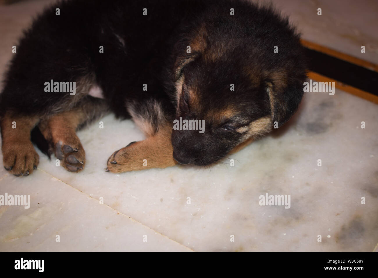 Cane sdraiato sul giro Foto Stock