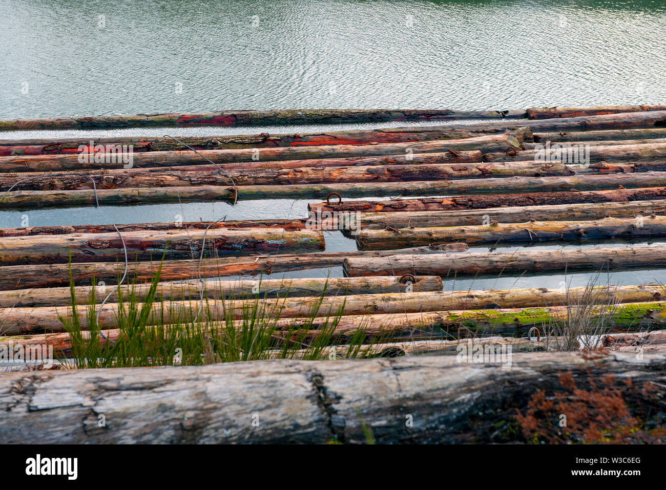 Dettaglio di ciocchi di legna dall'industria del legno galleggiando giù un fiume in Isola di Vancouver, BC Foto Stock