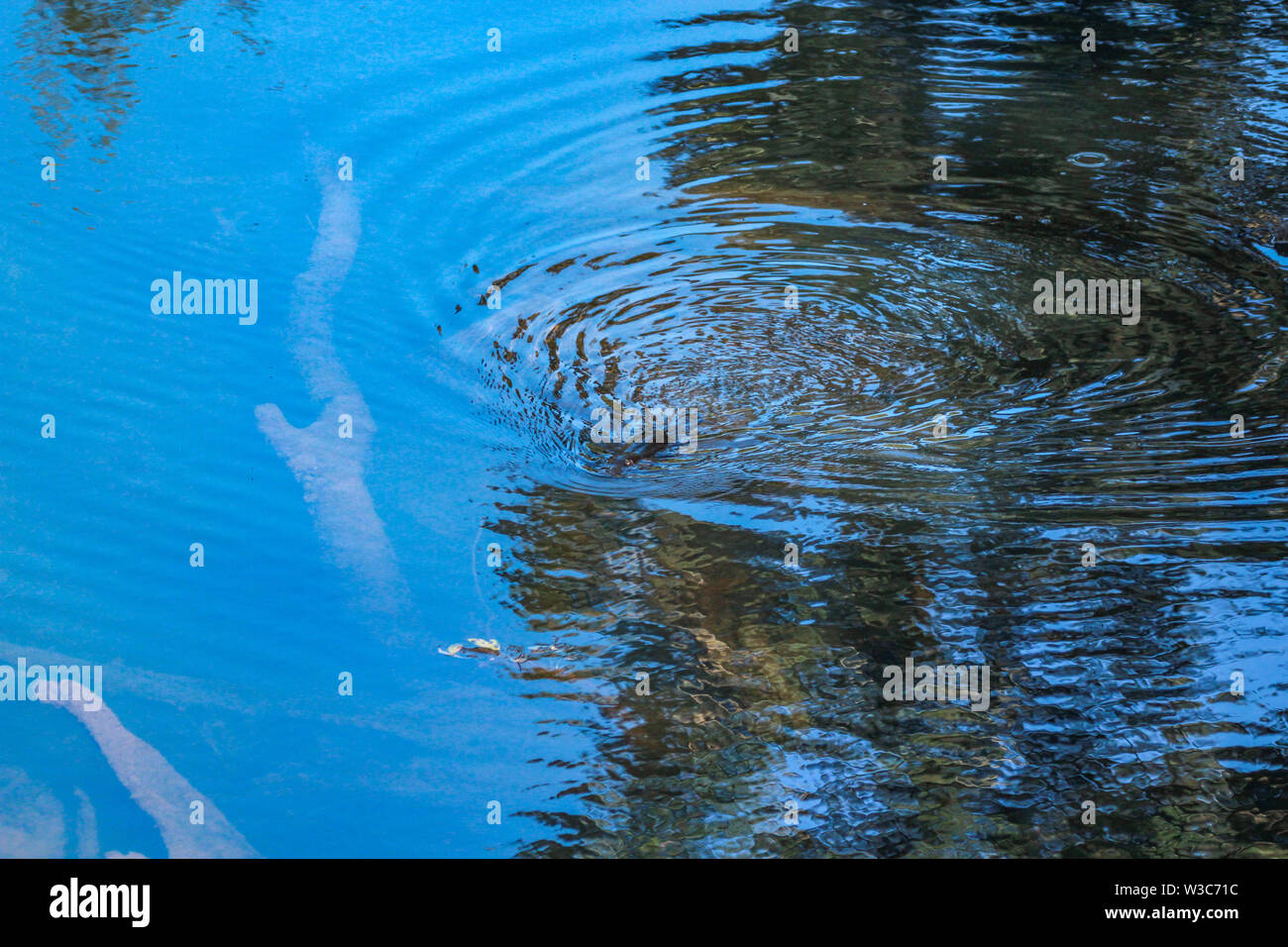 Platypus nel fiume rotto, Eungella, Queensland, Australia Foto Stock