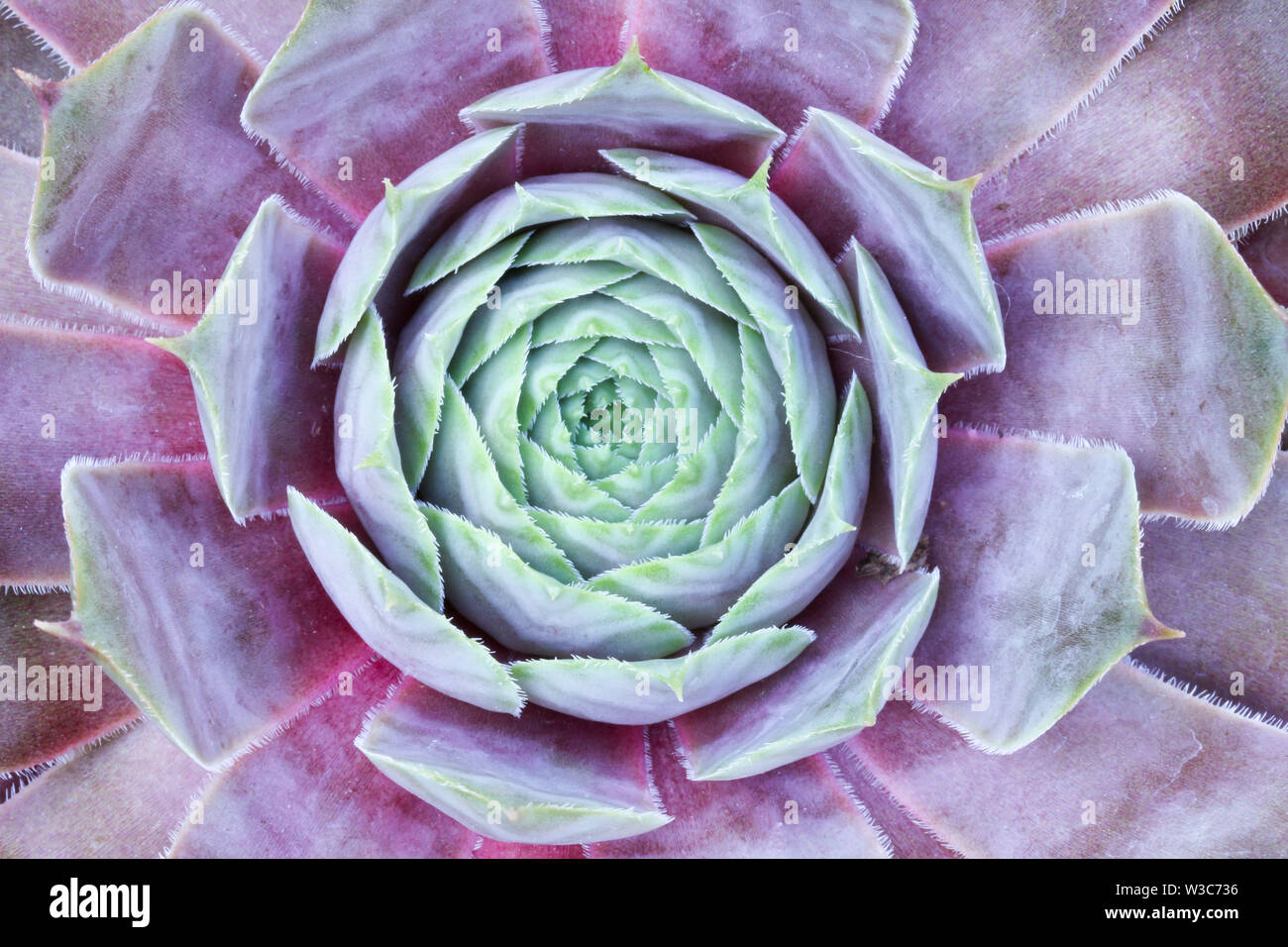 Close up dettaglio di un Sempervivum succulenta casa impianto di porro di fare una sintesi di sfondo floreale Foto Stock