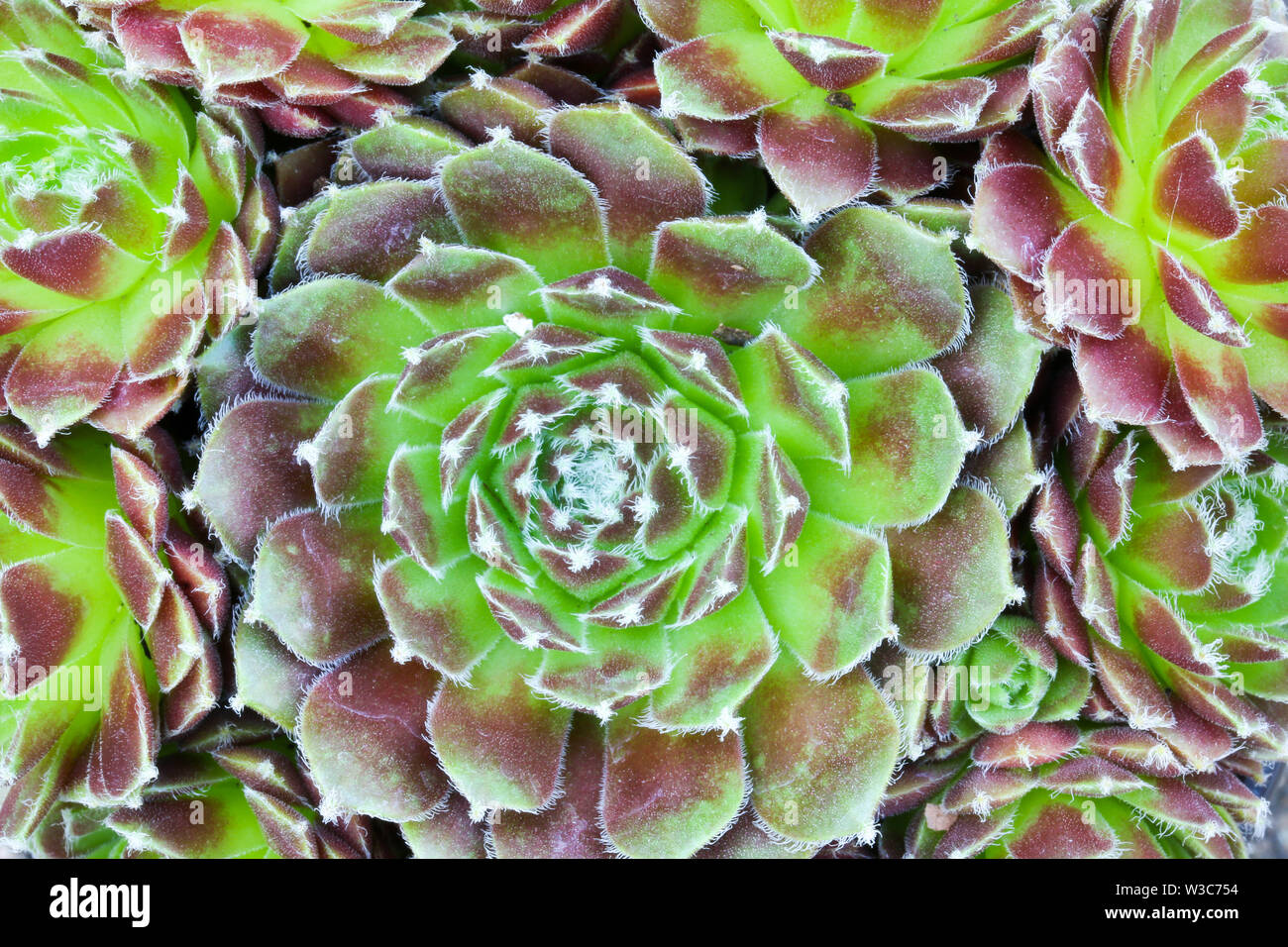 Close up dettaglio di un Sempervivum succulenta casa impianto di porro di fare una sintesi di sfondo floreale Foto Stock