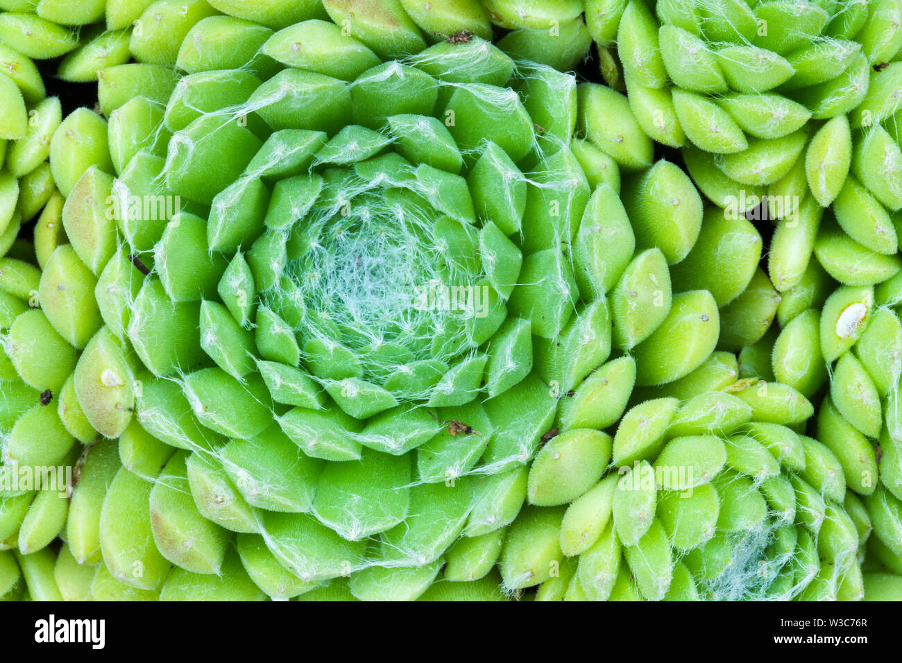 Close up dettaglio di un Sempervivum succulenta casa impianto di porro di fare una sintesi di sfondo floreale Foto Stock