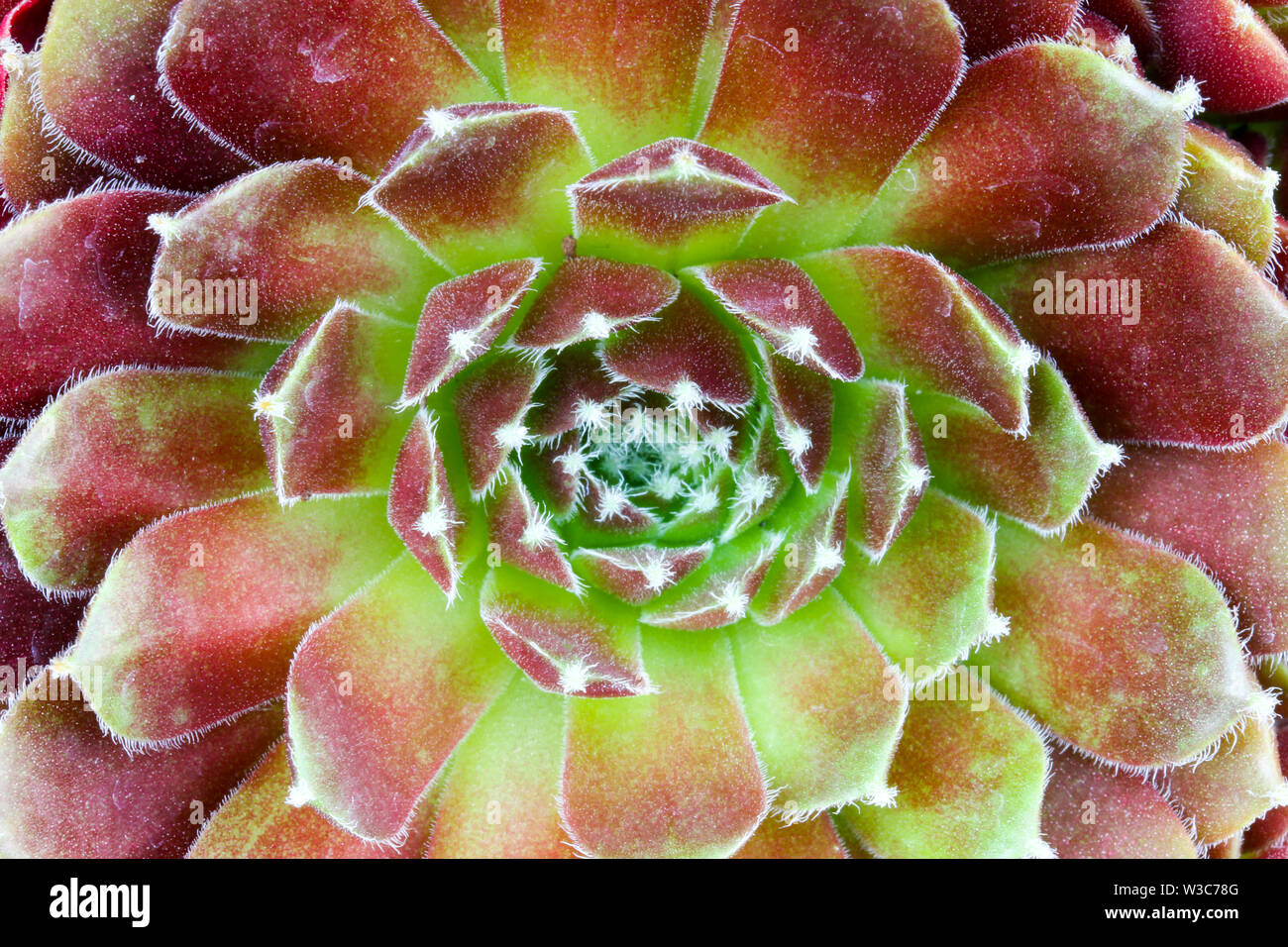 Close up dettaglio di un Sempervivum succulenta casa impianto di porro di fare una sintesi di sfondo floreale Foto Stock