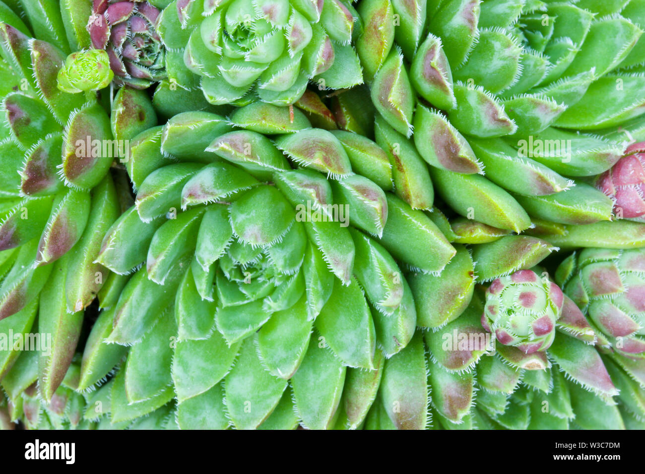 Close up dettaglio di un Sempervivum succulenta casa impianto di porro di fare una sintesi di sfondo floreale Foto Stock