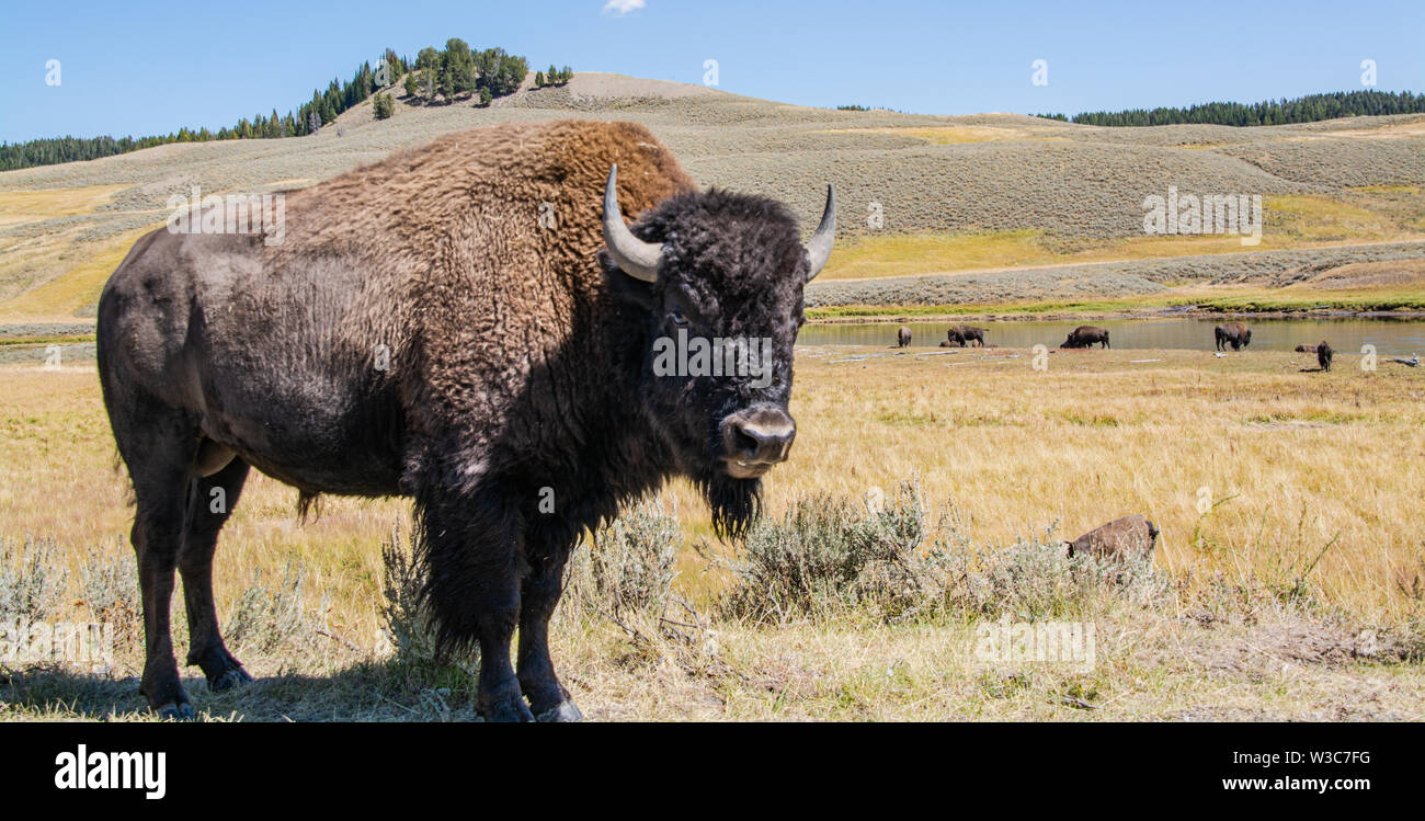 Bison Roaming, Lamar Valley, il Parco Nazionale di Yellowstone, Wyoming Foto Stock Bison Roaming, Lamar Valley, il Parco Nazionale di Yellowstone, Wyoming Foto Stock