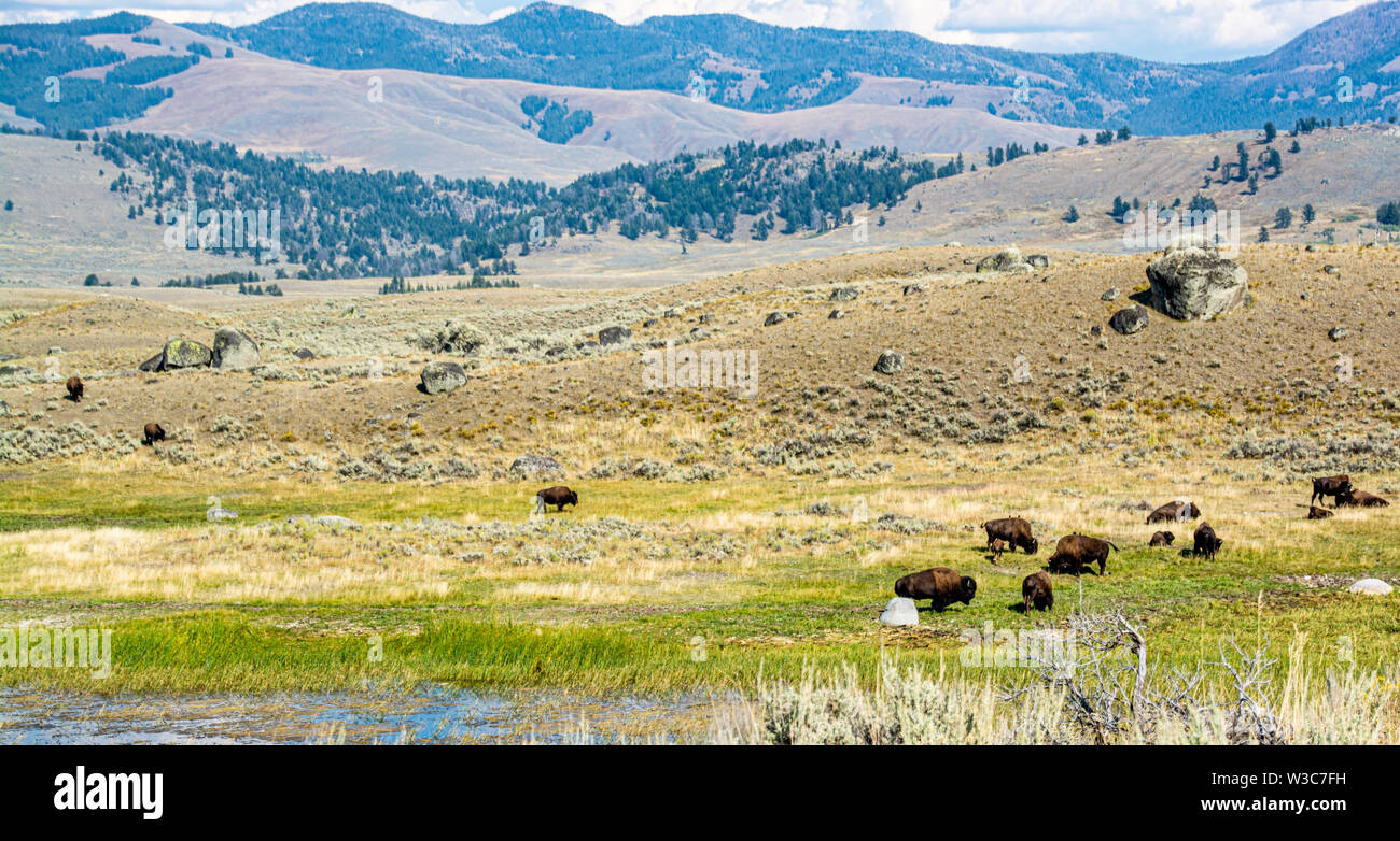 Bison Roaming, Lamar Valley, il Parco Nazionale di Yellowstone, Wyoming Foto Stock Bison Roaming, Lamar Valley, il Parco Nazionale di Yellowstone, Wyoming Foto Stock
