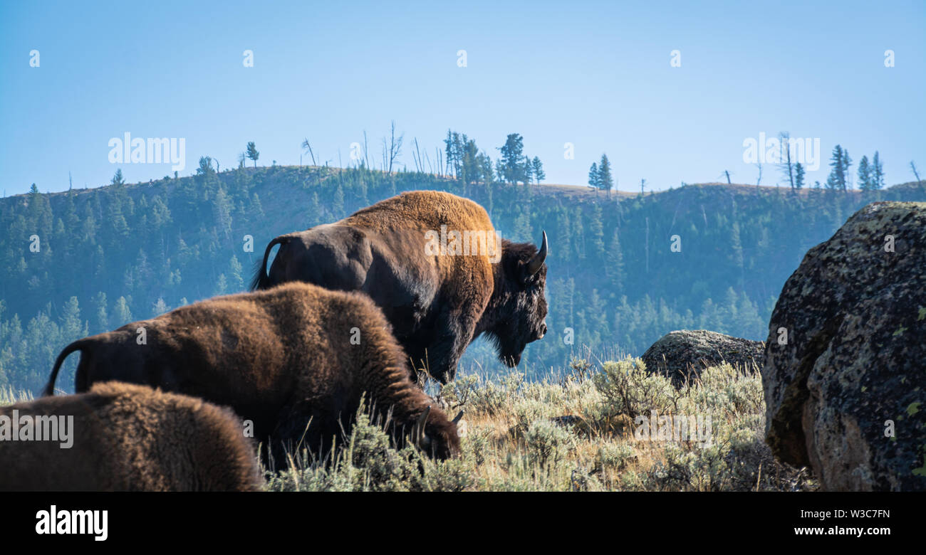 Bison Roaming, Lamar Valley, il Parco Nazionale di Yellowstone, Wyoming Foto Stock Bison Roaming, Lamar Valley, il Parco Nazionale di Yellowstone, Wyoming Foto Stock