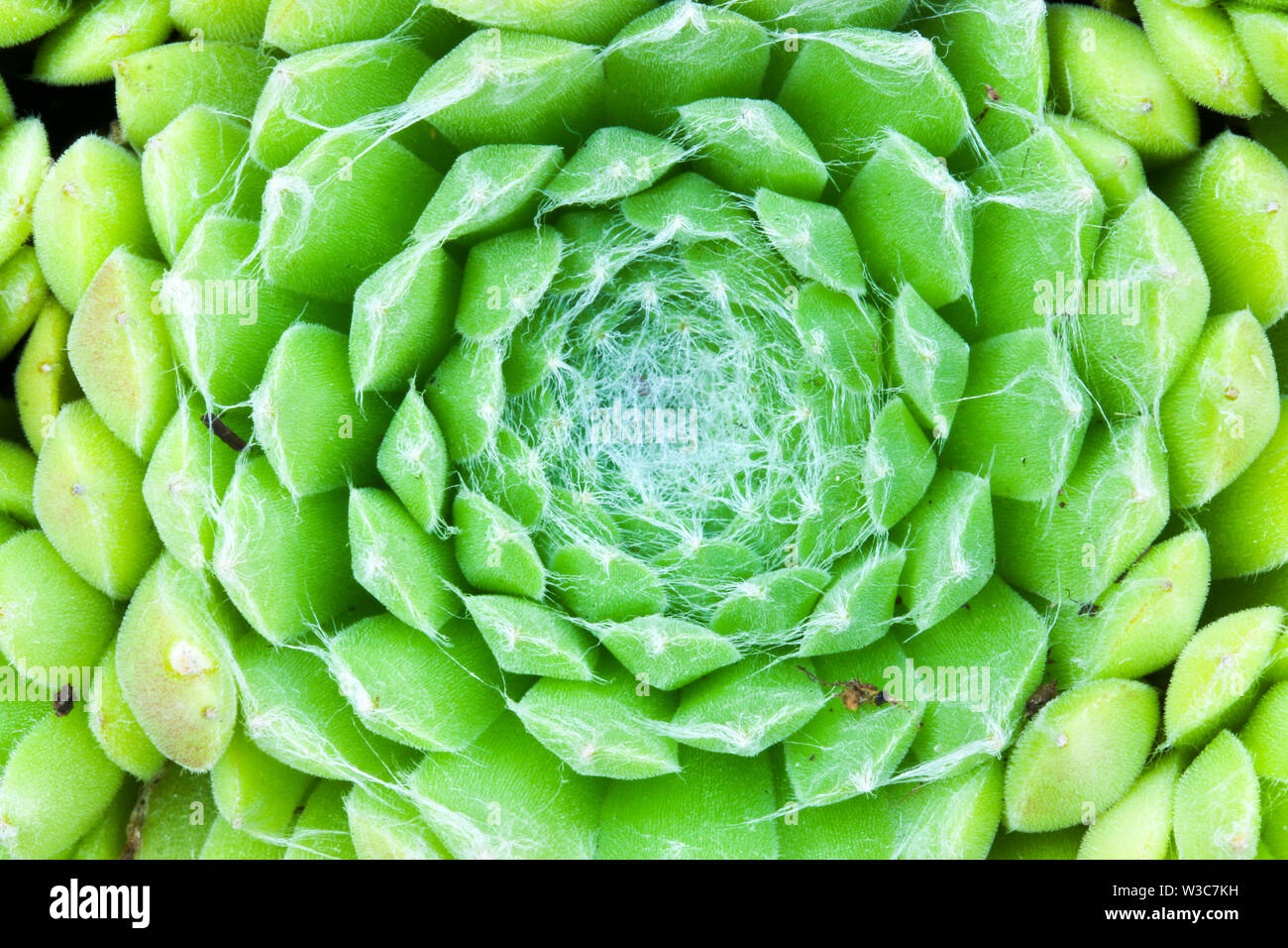 Close up dettaglio di un Sempervivum succulenta casa impianto di porro di fare una sintesi di sfondo floreale Foto Stock