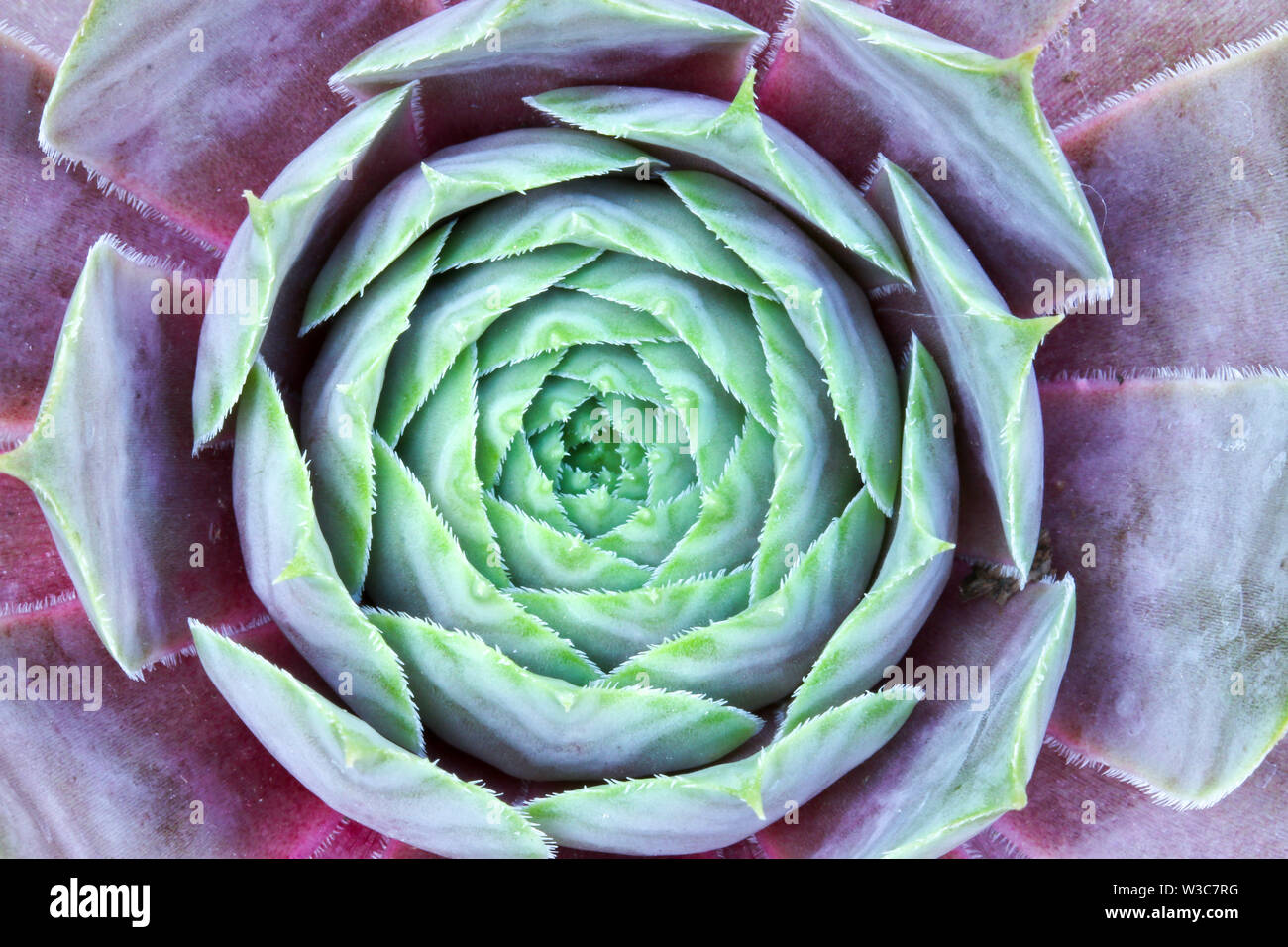 Close up dettaglio di un Sempervivum succulenta casa impianto di porro di fare una sintesi di sfondo floreale Foto Stock