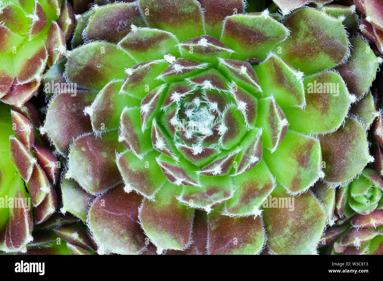 Close up dettaglio di un Sempervivum succulenta casa impianto di porro di fare una sintesi di sfondo floreale Foto Stock